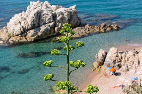 Calella de la Costa
